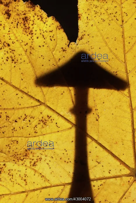 : Mushroom silhouetted behind Autumn leaf : Mushroom silhouetted behind Autumn leaf