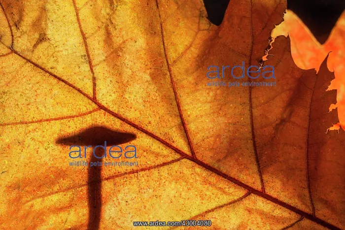 : Mushroom silhouetted behind Autumn leaf : Mushroom silhouetted behind Autumn leaf
