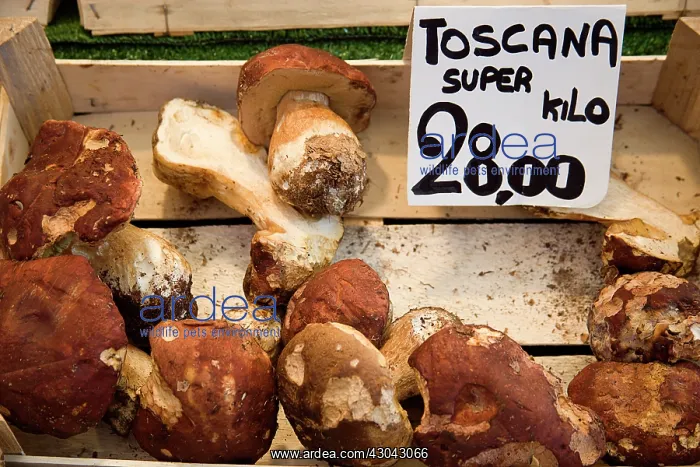 : Mushroom, Boletus edulis, Cep mushroom, Porcino mushroom : Mushroom, Boletus edulis, Cep mushroom, Porcino mushroom