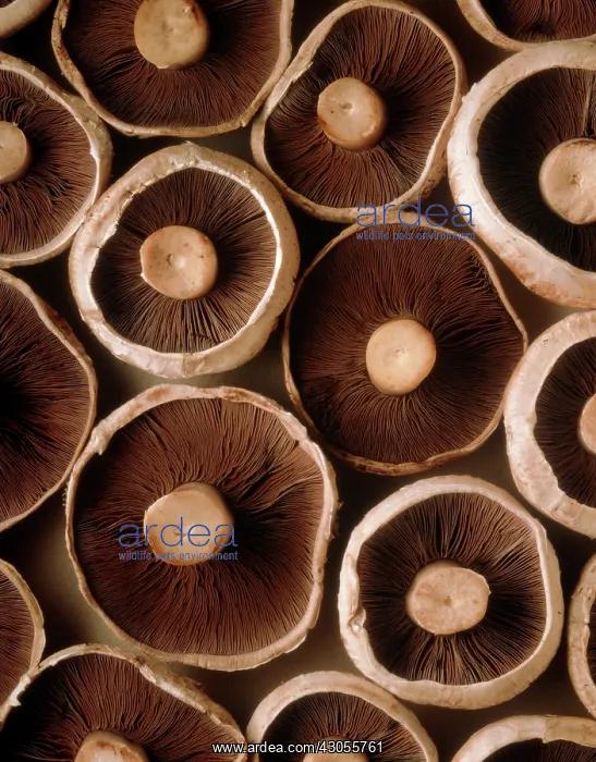  : Mushroom, Psalliota bisporus