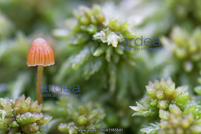 : Mushroom Galerina clavata (Galerina clavata) growing between bog moss : Mushroom Galerina clavata (Galerina clavata) growing between bog moss