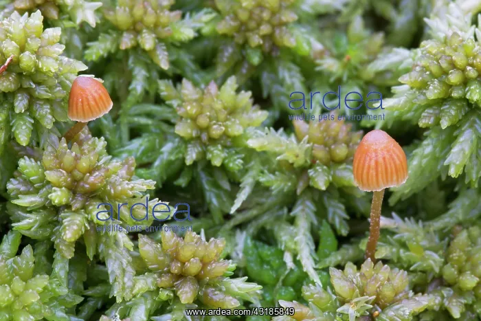 : Mushroom. Two Galerina clavata (Galerina clavata) mushrooms growing between bog moss : Mushroom. Two Galerina clavata (Galerina clavata) mushrooms growing between bog moss