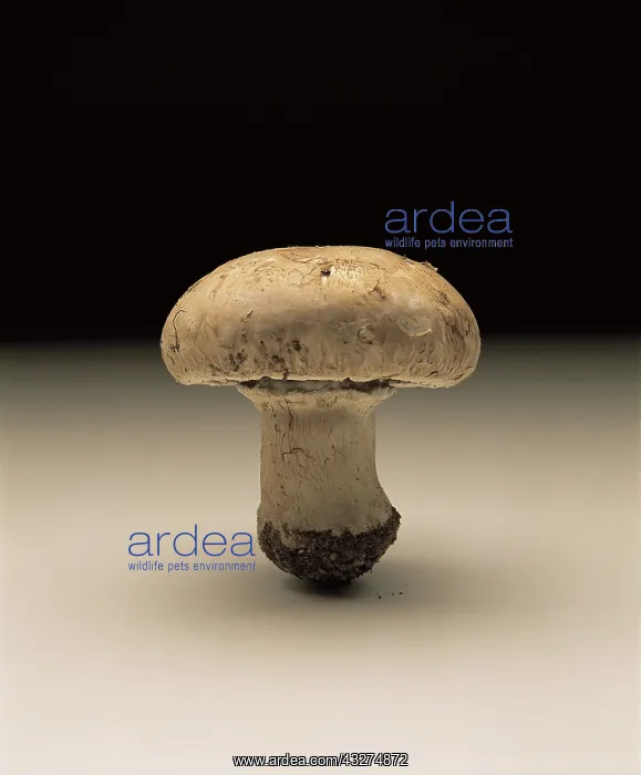 : Mushroom : Mushroom