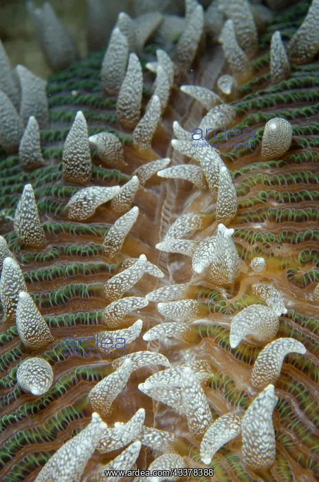 : Mushroom Coral : Mushroom Coral