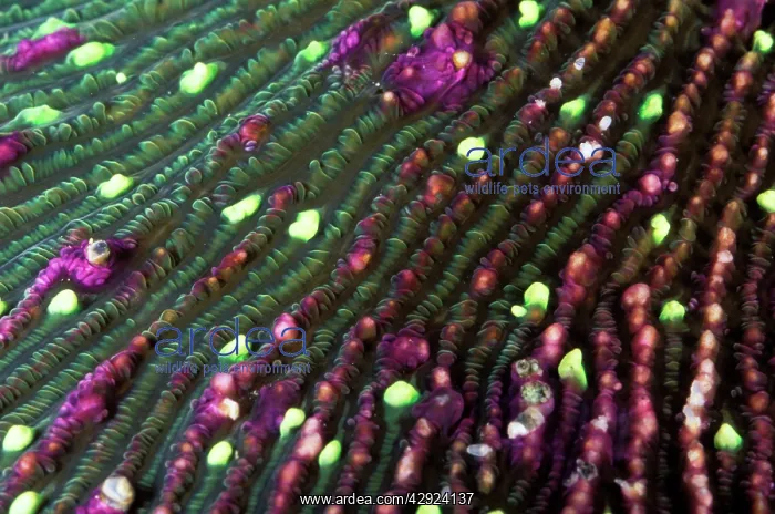 : Mushroom Coral - with bright green tentacular lobes : Mushroom Coral - with bright green tentacular lobes
