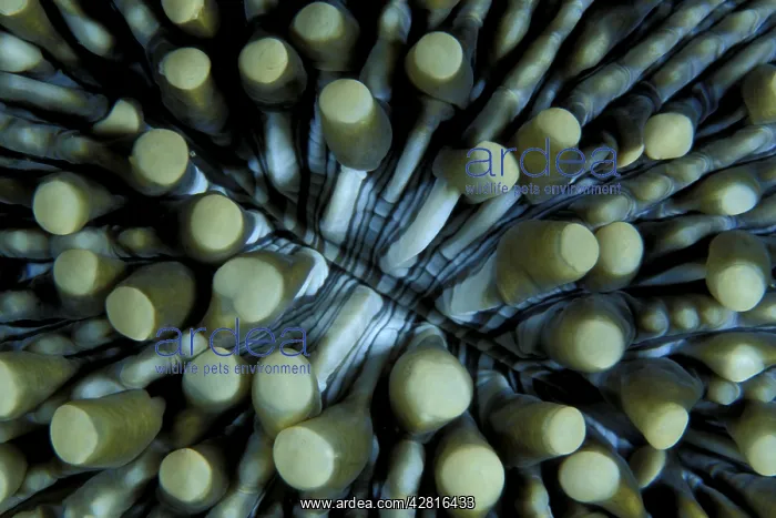 : Detail of mushroom coral, Heliofungia actiniformis, Walindi : Detail of mushroom coral, Heliofungia actiniformis, Walindi