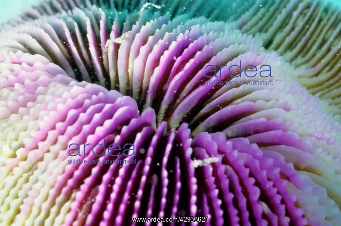 : A mushroom coral, mouth. Its polyps are solitary : A mushroom coral, mouth. Its polyps are solitary