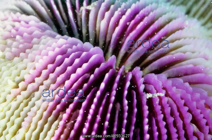 : A mushroom coral, mouth. Its polyps are solitary : A mushroom coral, mouth. Its polyps are solitary