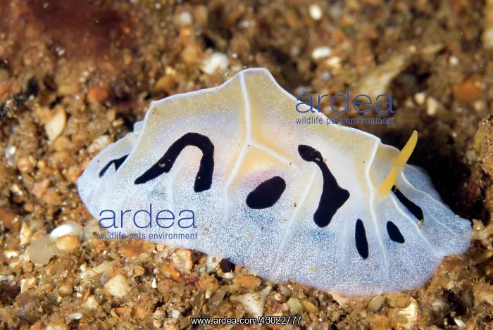 : Mushroom Coral Reticulidia Nudibranch : Mushroom Coral Reticulidia Nudibranch