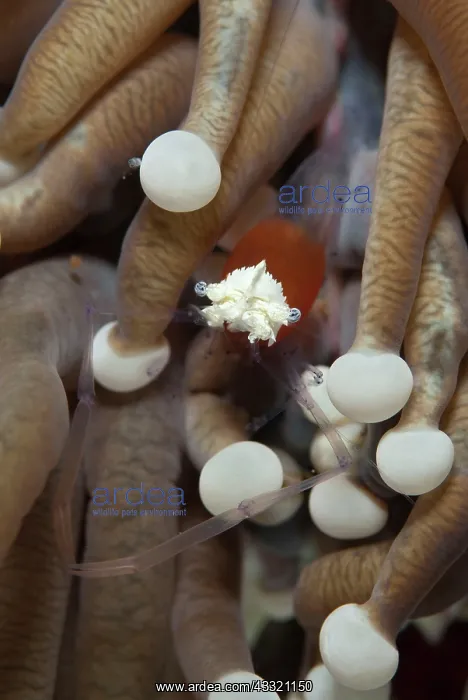 : Mushroom Coral Shrimp - in Mushroom Coral tentacles : Mushroom Coral Shrimp - in Mushroom Coral tentacles