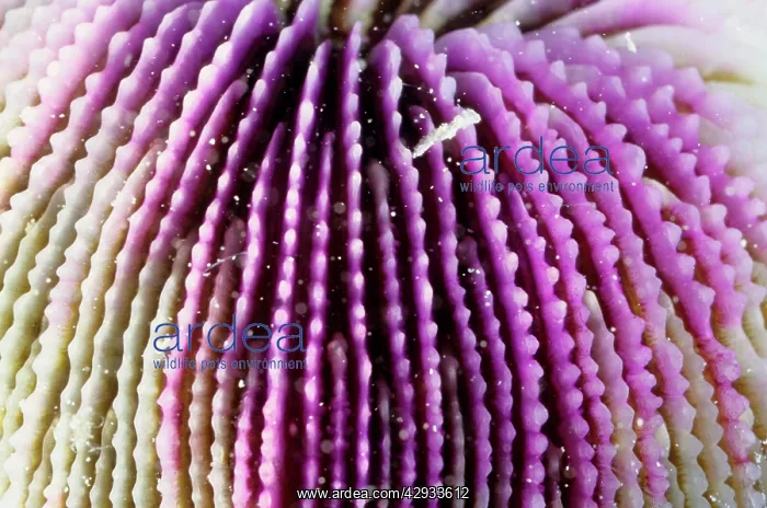 : A mushroom coral, skeletal structure. Its polyps : A mushroom coral, skeletal structure. Its polyps