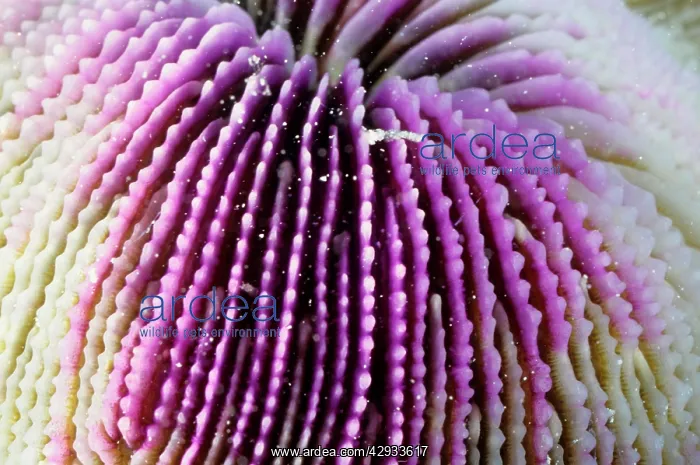 : A mushroom coral, skeletal structure. Its polyps : A mushroom coral, skeletal structure. Its polyps