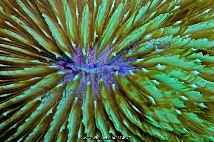  : Mushroom Coral - unlike most hard corals this species
