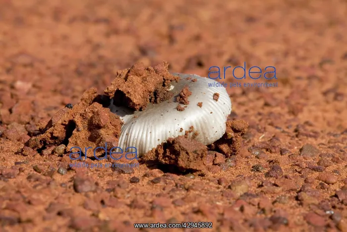 : Mushroom emerging - Pushing up through the road : Mushroom emerging - Pushing up through the road
