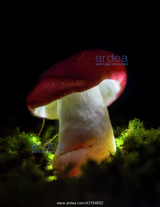  : Mushroom of the genus Russula illuminated with led
