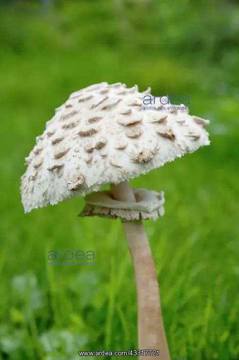 : Mushroom, Horse mushroom, Agaricus arvensis, Side : Mushroom, Horse mushroom, Agaricus arvensis, Side