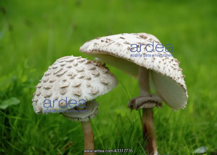 : Mushroom, Horse mushroom, Agaricus arvensis, Side : Mushroom, Horse mushroom, Agaricus arvensis, Side