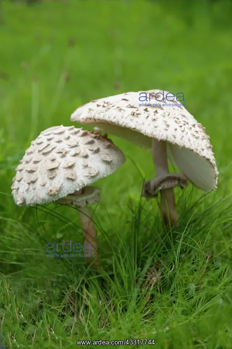 : Mushroom, Horse mushroom, Agaricus arvensis, Side : Mushroom, Horse mushroom, Agaricus arvensis, Side
