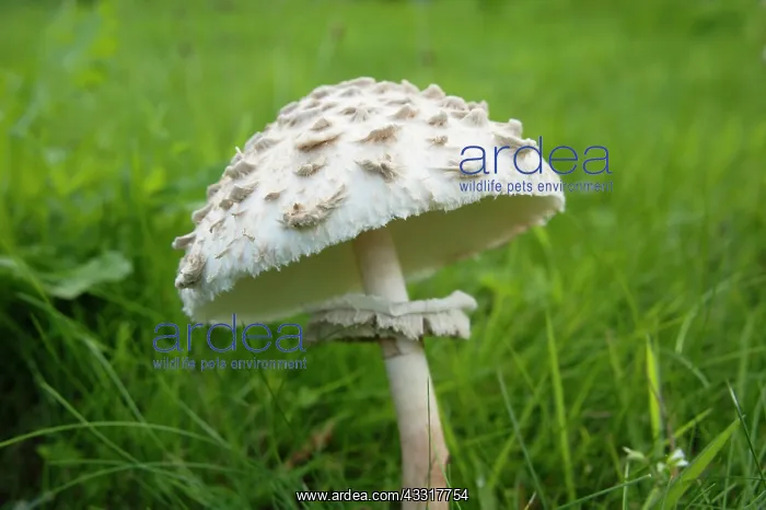 : Mushroom, Horse mushroom, Agaricus arvensis, Side : Mushroom, Horse mushroom, Agaricus arvensis, Side