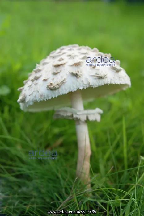 : Mushroom, Horse mushroom, Agaricus arvensis, Side : Mushroom, Horse mushroom, Agaricus arvensis, Side