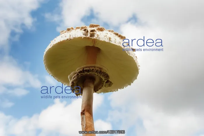 : Mushroom, Horse mushroom, Agaricus arvensis, Close : Mushroom, Horse mushroom, Agaricus arvensis, Close