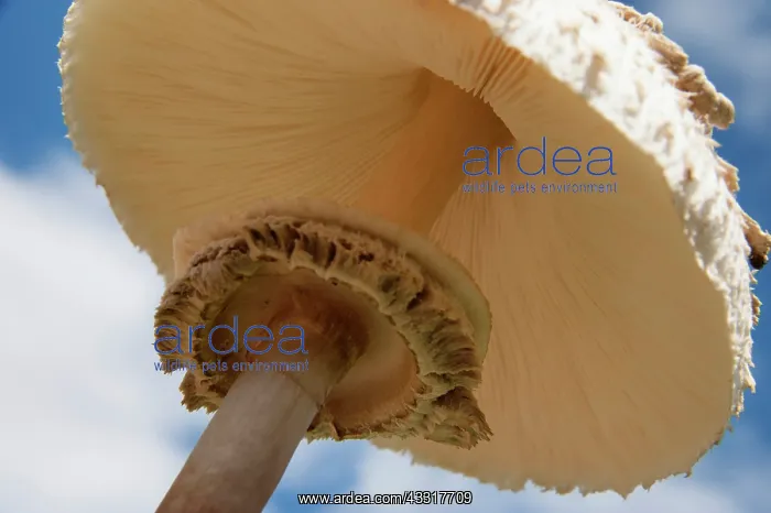 : Mushroom, Horse mushroom, Agaricus arvensis, Close : Mushroom, Horse mushroom, Agaricus arvensis, Close