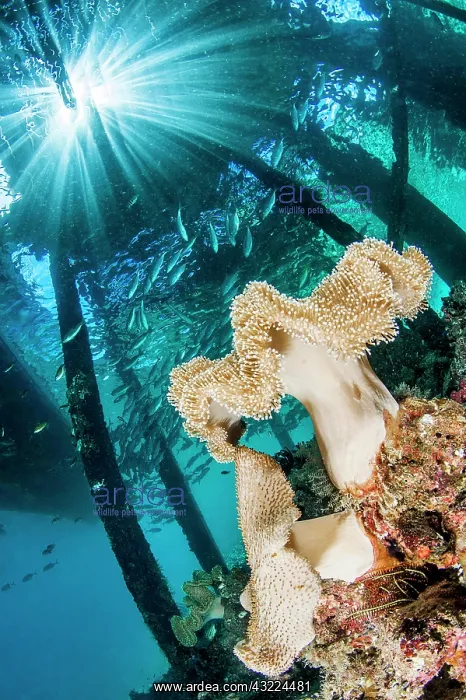 : Mushroom leather coral (Sarcophyton ehrenbergi) : Mushroom leather coral (Sarcophyton ehrenbergi)