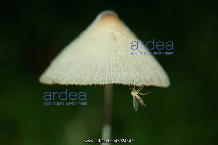 : Mushroom Mushroom with insect Klungkung Bali Indonesia : Mushroom Mushroom with insect Klungkung Bali Indonesia