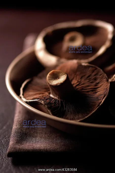  : Mushroom, Portobello mushroom, Psalliota bisporus