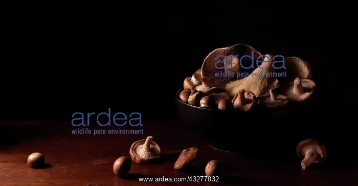 : Mushroom, Psalliota, Brown subject : Mushroom, Psalliota, Brown subject