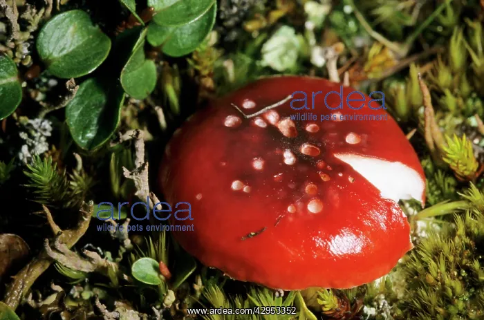 : Mushroom Russula sp. in tundra near Dikson : Mushroom Russula sp. in tundra near Dikson
