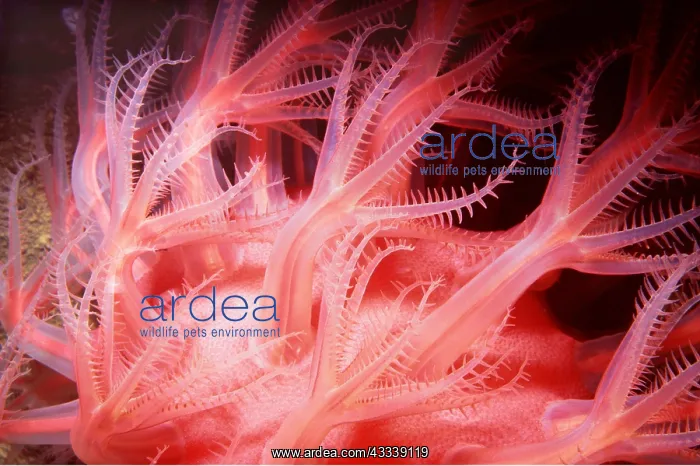 : MUSHROOM SOFT CORAL - deep sea, 700-4000 ft : MUSHROOM SOFT CORAL - deep sea, 700-4000 ft