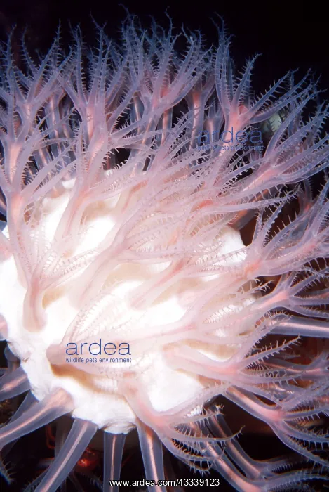 : MUSHROOM SOFT CORAL - Depth 700-4000ft deep sea : MUSHROOM SOFT CORAL - Depth 700-4000ft deep sea
