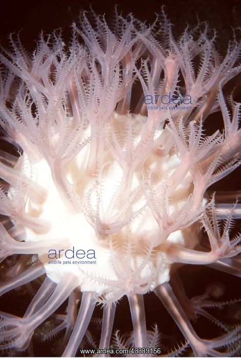 : MUSHROOM SOFT CORAL - PINK, deep sea 700-4000 ft : MUSHROOM SOFT CORAL - PINK, deep sea 700-4000 ft