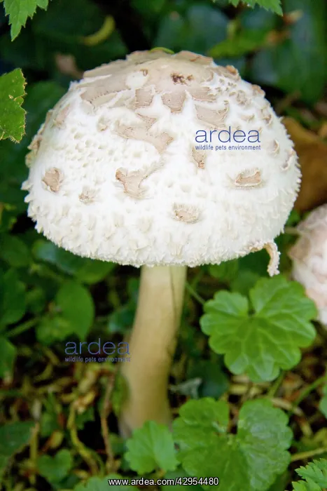 : Mushroom species : Mushroom species