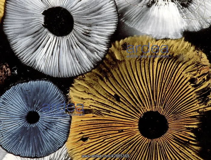  : Mushroom spores - close-up