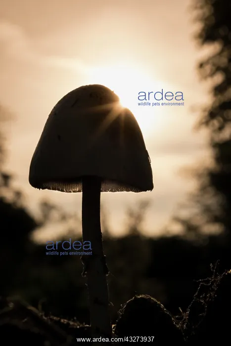  : Mushroom at sunrise