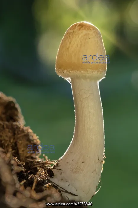 : Mushroom with unopened cap - Norfolk UK : Mushroom with unopened cap - Norfolk UK