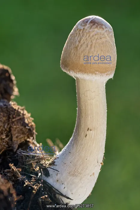 : Mushroom with unopened cap - Norfolk UK : Mushroom with unopened cap - Norfolk UK