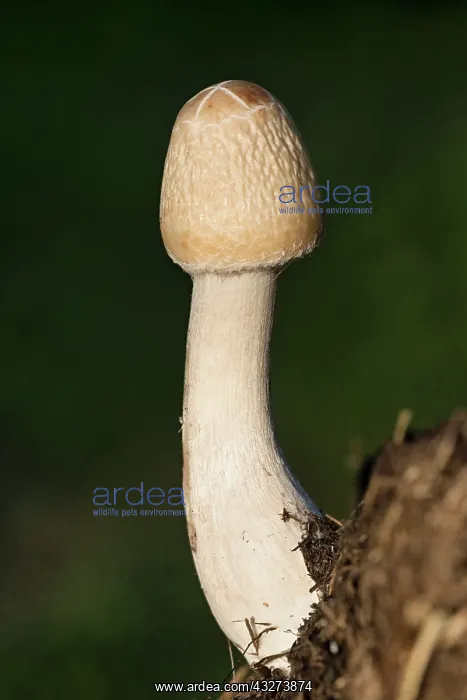 : Mushroom with unopened cap - Norfolk UK : Mushroom with unopened cap - Norfolk UK