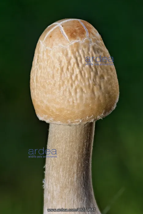 : Mushroom with unopened cap - Norfolk UK : Mushroom with unopened cap - Norfolk UK