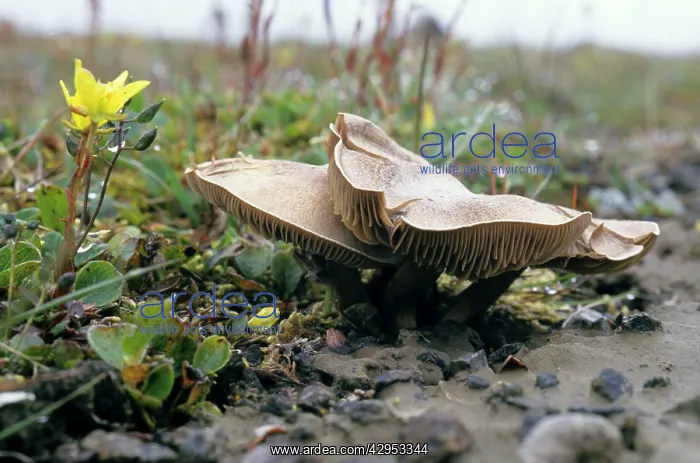 : Mushrooms and flowering plant Saxifraga hirculus : Mushrooms and flowering plant Saxifraga hirculus