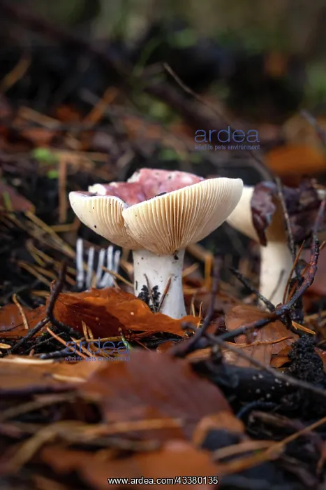 : Mushrooms on forest floor, Schnmberg, Black Forest : Mushrooms on forest floor, Schnmberg, Black Forest