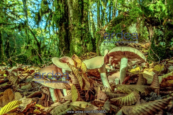 : Mushrooms in a forest of Hornbeam, Bugey, Ain : Mushrooms in a forest of Hornbeam, Bugey, Ain
