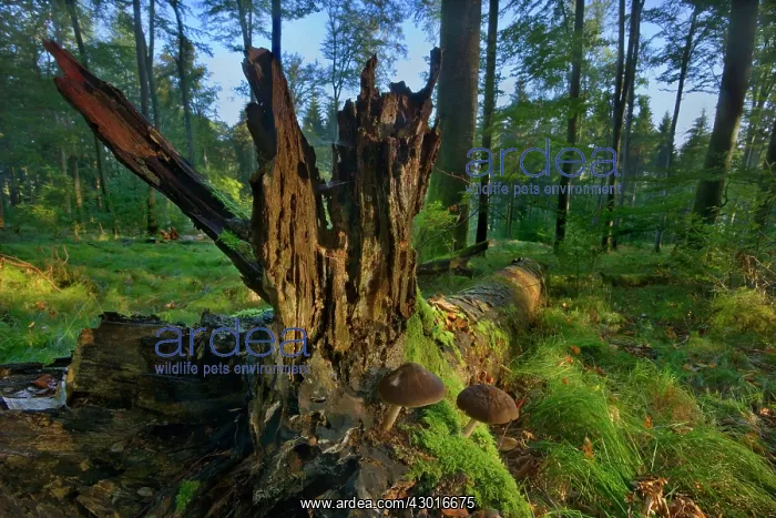 : Mushrooms growing out of a fallen halfway : Mushrooms growing out of a fallen halfway