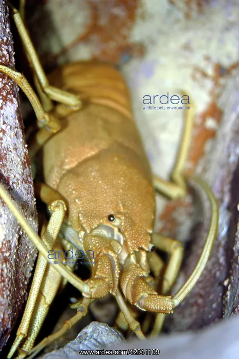 : Musical furry lobster (Palibythus magnificus) : Musical furry lobster (Palibythus magnificus)