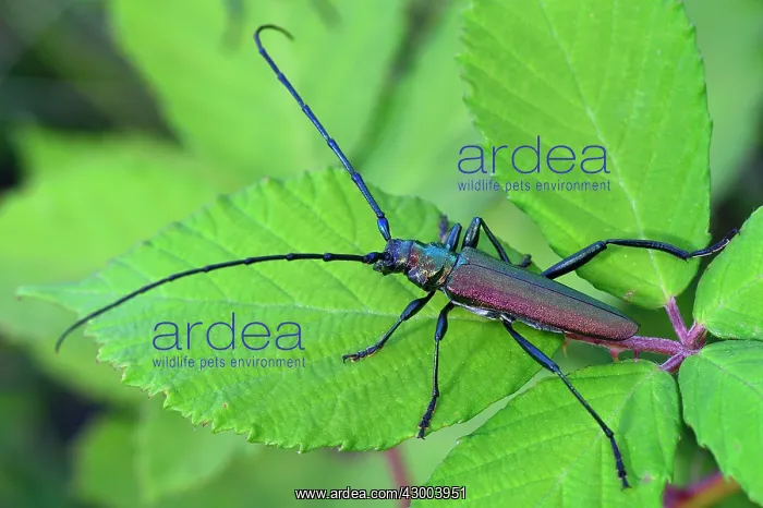  : Musk Beetle