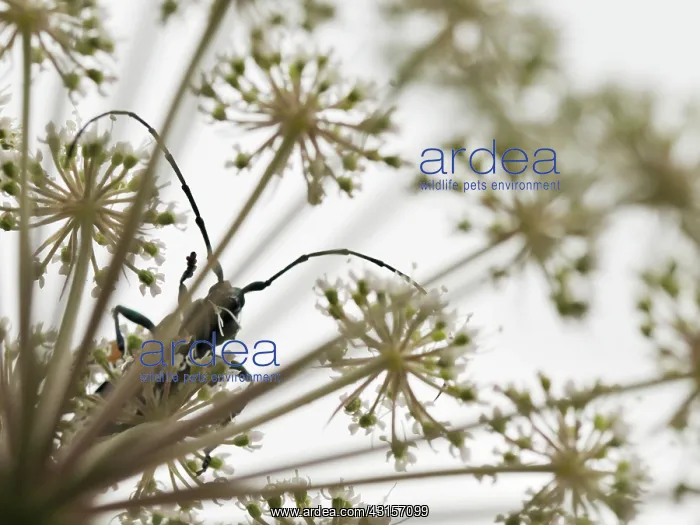 : Musk Beetle : Musk Beetle