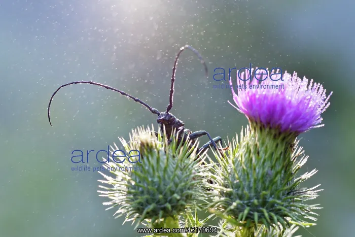 : Musk Beetle : Musk Beetle