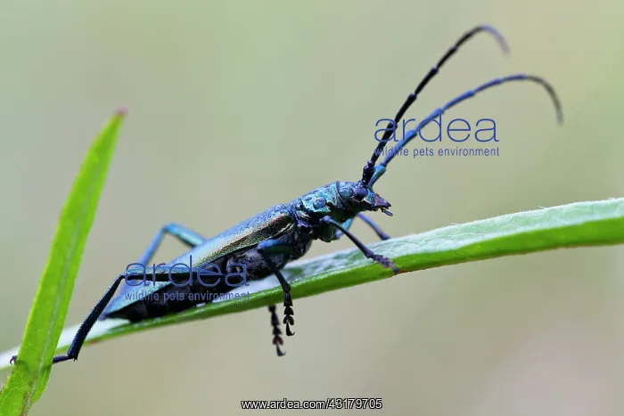 : Musk Beetle : Musk Beetle